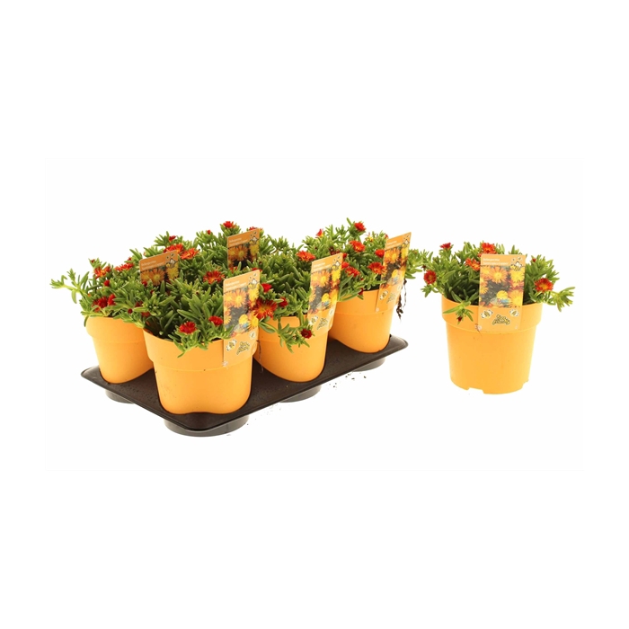 <h4>Delosperma Suntropics Orange</h4>