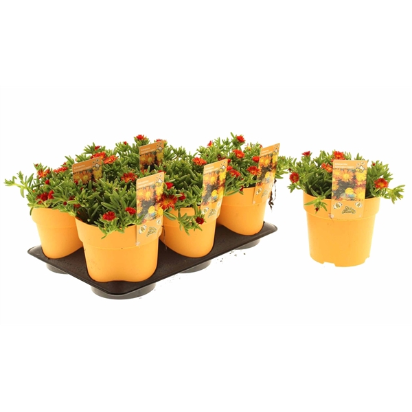 Delosperma Suntropics Orange