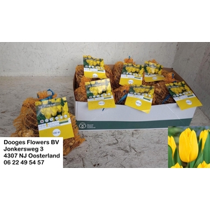 BLOEMBOL TULIPA