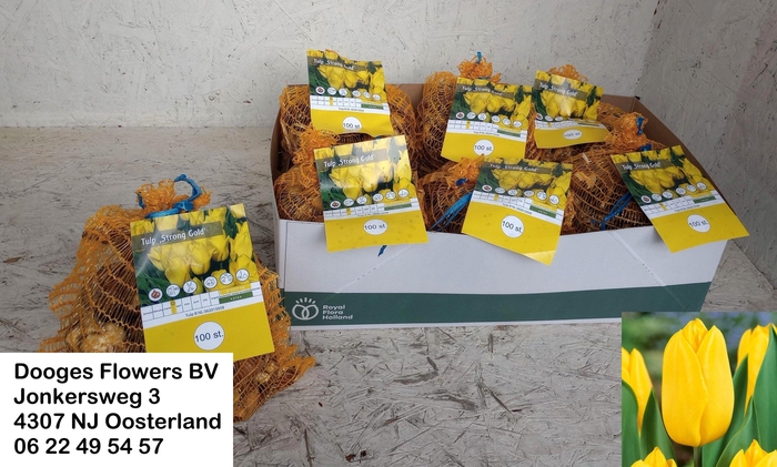 <h4>BLOEMBOL TULIPA</h4>
