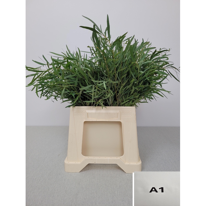 <h4>EUC NICHOLII PB</h4>