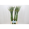 Allium Cepa Judith