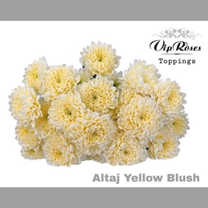 CHR T ALTAJ YELLOW BLUSH
