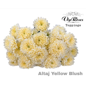 Chr T Altaj Yellow Blush