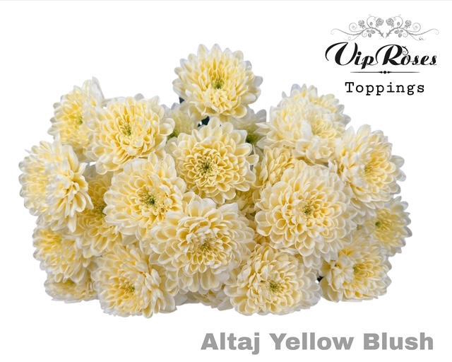 <h4>CHR T ALTAJ YELLOW BLUSH</h4>