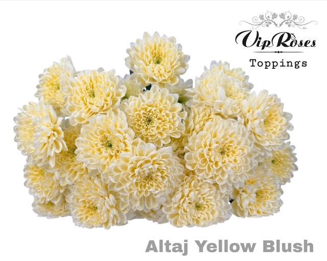 <h4>CHR T ALTAJ YELLOW BLUSH</h4>