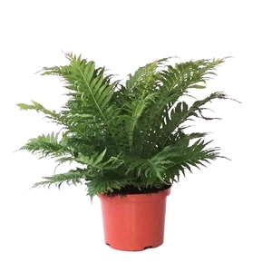 Blechnum Gibbum 'Silver Lady' (Palmvaren)