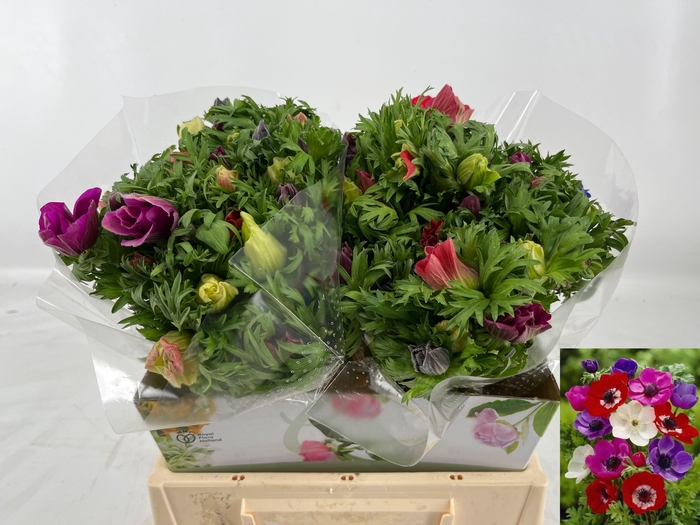 <h4>ANEM CO MAR GEM</h4>