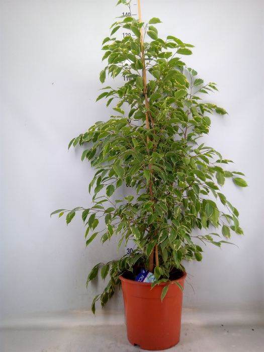 <h4>Ficus benja. 'Golden King'</h4>
