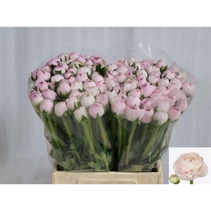 Ran Cloni Ex Lady Hanoi Pink