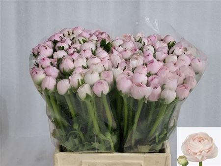 <h4>Ran Cloni Ex Lady Hanoi Pink</h4>