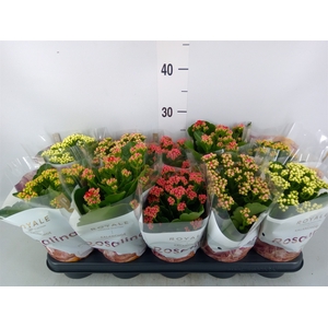 Kalanchoe blos. 'RoyalDon'   ..mix