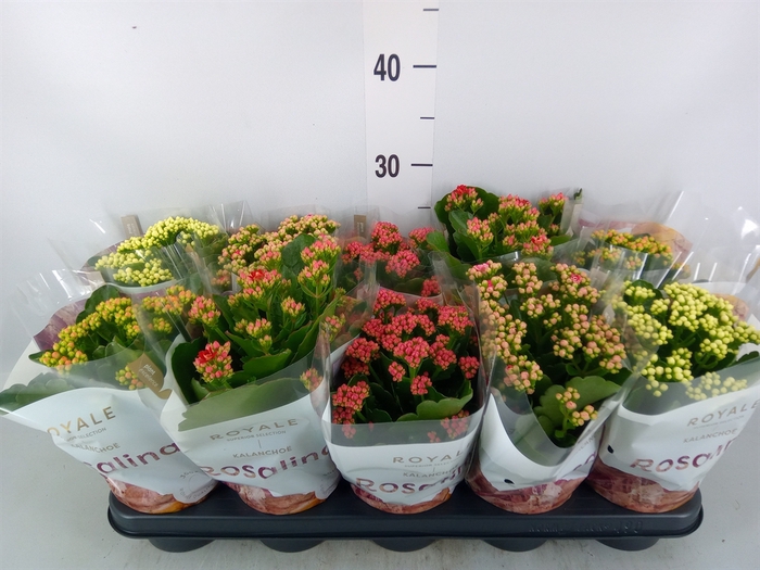 <h4>Kalanchoe blos. 'RoyalDon'   ..mix</h4>