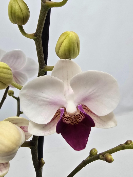 <h4>Limited 16 week 17</h4>