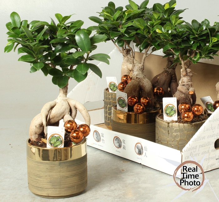 <h4>FIC MI GINSENG</h4>