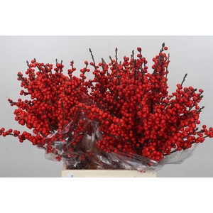 Ilex Rood