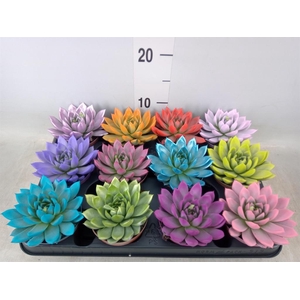 Echeveria  'Miranda'