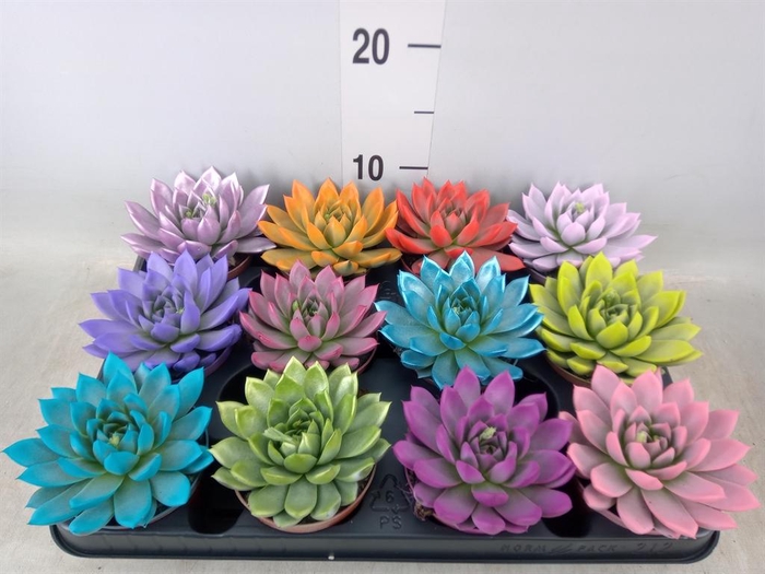 <h4>Echeveria 'Miranda'</h4>