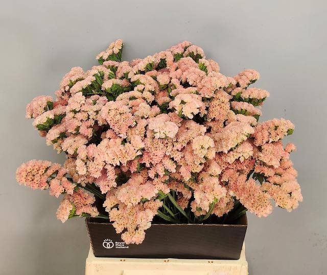 <h4>LIM S EMMA PEACH+</h4>