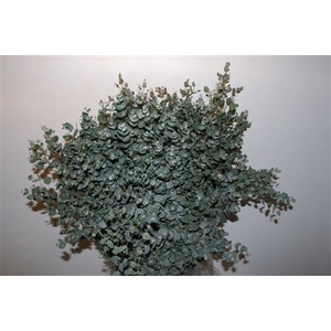 EUCA GUNNY 300GR P BUNCH