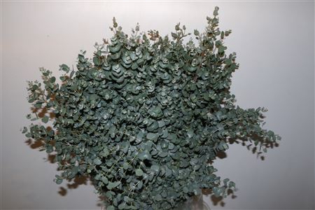 <h4>EUCA GUNNY 300GR P BUNCH</h4>