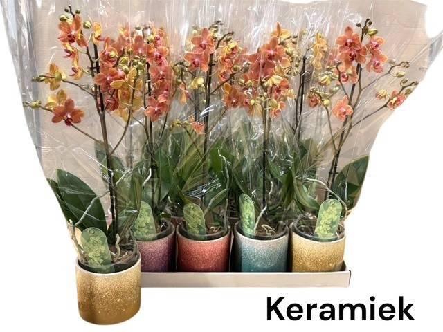 <h4>ARR PHAL 1 TAK</h4>