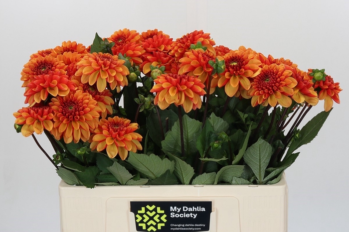 Dahlia American Sunset
