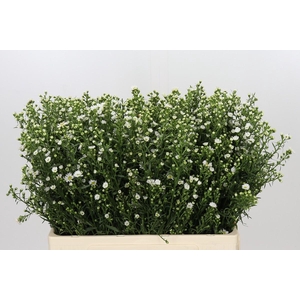Aster Paquita