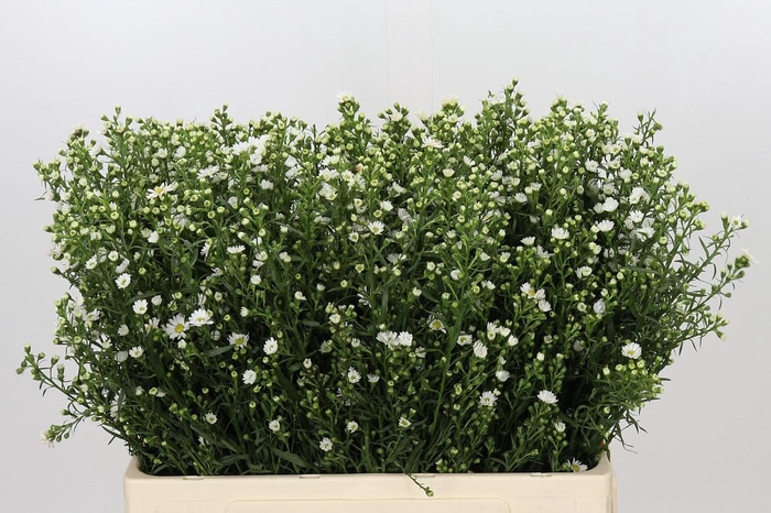 <h4>Aster Paquita</h4>