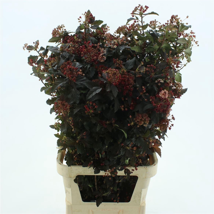 <h4>Physocar Op Diabolo</h4>