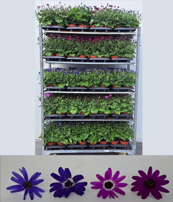 <h4>PERI C POP! GEMENGD</h4>