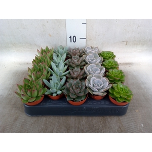 Echeveria   ...mix