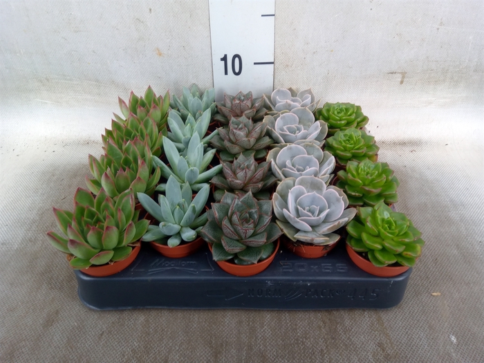 <h4>Echeveria   ...mix</h4>