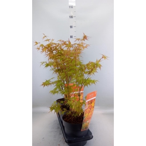 Acer palmatum 'Katsura'