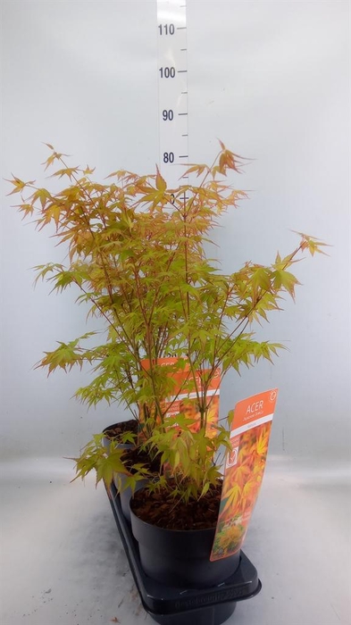 <h4>Acer palmatum 'Katsura'</h4>