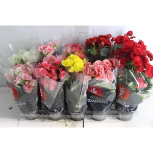 BEGONIA P11