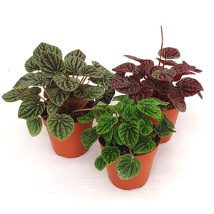 Peperomia cape. gemengd