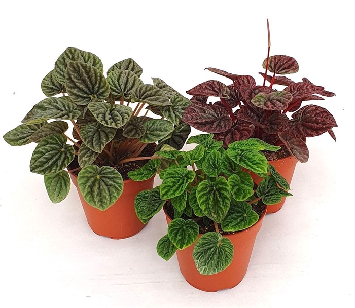 <h4>Peperomia cape. gemengd</h4>