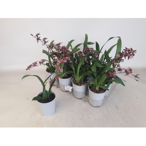 BRASSIA SUMMER DREAM