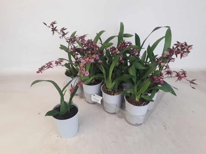 <h4>BRASSIA SUMMER DREAM</h4>