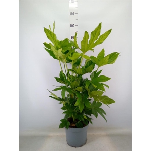 Fatsia japonica   ...