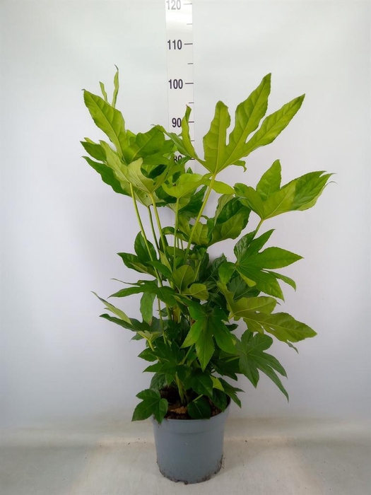 <h4>Fatsia japonica   ...</h4>