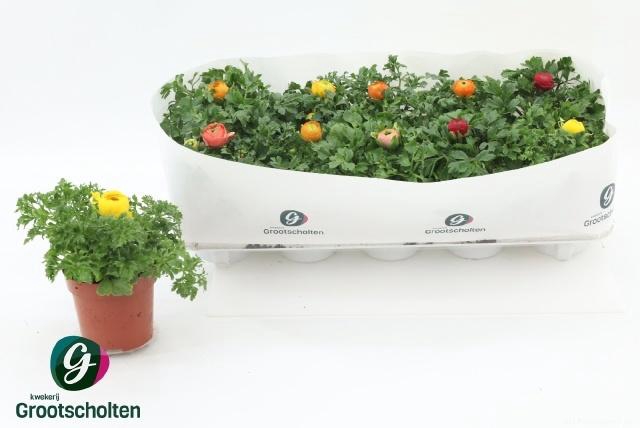 <h4>RANUN SPRINK DW GEM</h4>