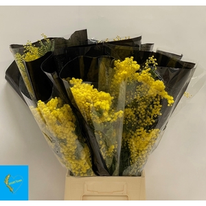 ACACIA BAILEYA BL BS