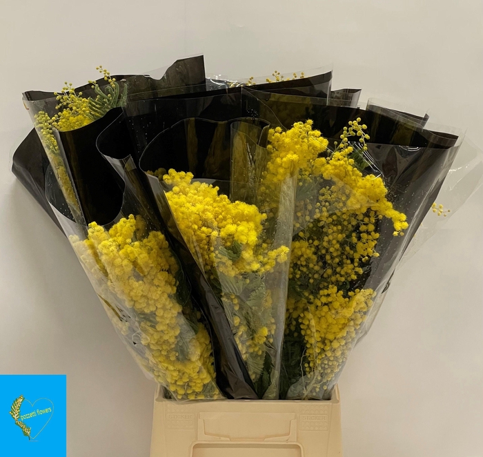 <h4>ACACIA BAILEYA BL BS</h4>