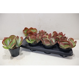 arr8 Kalanchoe Thyrsifl