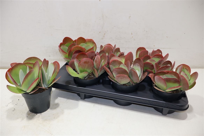 <h4>arr8 Kalanchoe Thyrsifl</h4>
