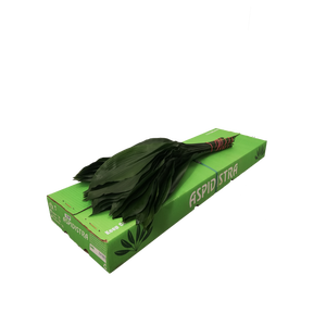 ASPIDISTRA  50 CM GT