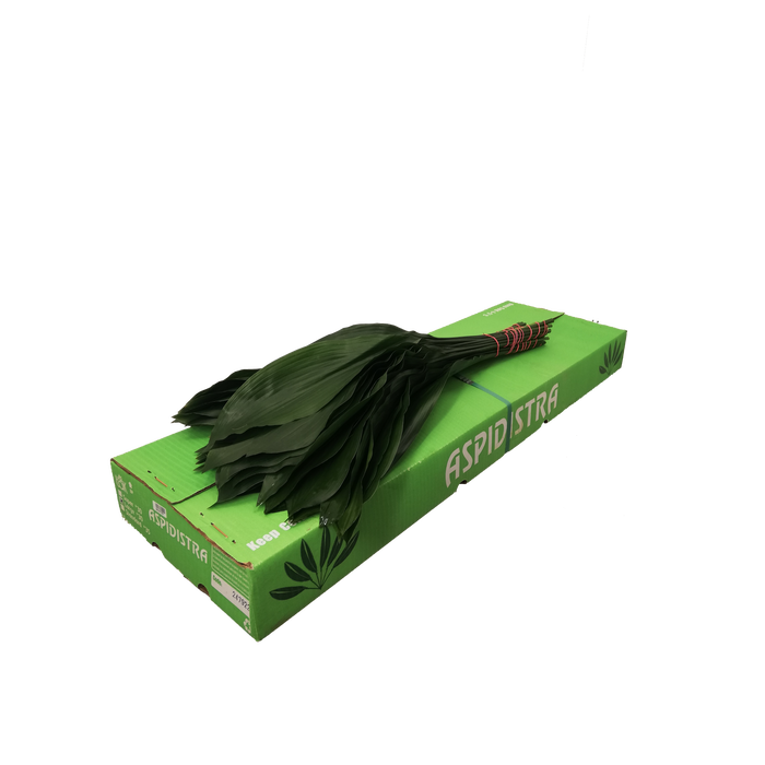 <h4>ASPIDISTRA  60 CM GT</h4>