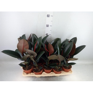 Ficus elastica 'Abidjan'